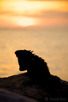 Iguana watching the sunset at Aruba