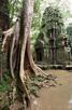 Banyan tree, Ta Prohm