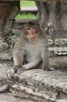 A monkey resting in the shadow at Angkor Wat