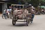 Pig transportation, Siem Reap