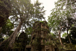 The jungle temple of Ta Prohm, Siem Reap