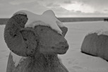 Concrete sheep during winter, Gotland