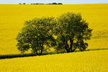 Rapeseed fields in the county of Scania