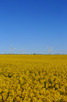 Rapeseed fields, Tågarp