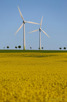 Beautiful landscape with windmills and rapeseed fields, Tågarp