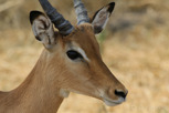 Impala, Tarangire National Park