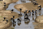 Wildebeest herd at the Tarangire River, Tarangire National Park