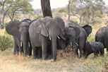 Elephants, Tarangire National Park