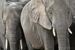 Elephants, Tarangire National Park
