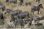 Zebras, Tarangire National Park