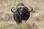 Buffalo, Serengeti National Park
