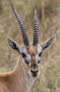 Thomson gazelle, Serengeti National Park