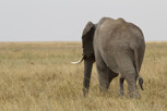 Elephant, Serengeti National Park