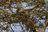 Leopard, Serengeti National Park