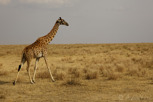Giraffe, Serengeti National Park