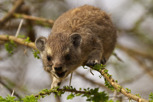 Rock Hyrax, Serengeti National Park