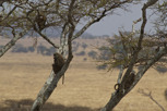 Baboons, Serengeti National Park