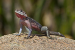 Common Agama, Serengeti National Park