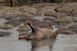 Dead hippopotamus, Serengeti National Park