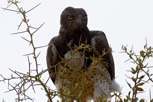 Martial Eagle, Serengeti National Park