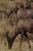 Topi antilopes, Serengeti National Park