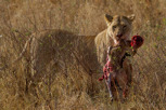Lion, Serengeti National Park
