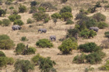 Elephants, Serengeti National Park