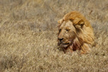 Sleeping lion, Serengeti National Park