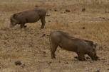 Warthog, Ngorongoro Crater