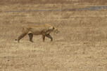 Lion, Ngorongoro Crater