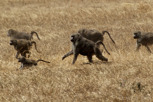 Baboons, Ngorongoro Crater