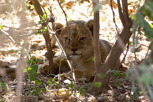 Lion cub, Ngorongoro Crater