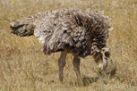 Ostrich, Ngorongoro Crater
