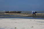 Woman fishing during low tide, Zanzibar