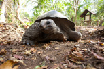 Giant tortoise, Prison Island