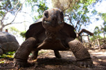 Giant tortoise, Prison Island