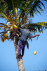 Coconut palm, Zanzibar