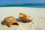 Coconuts, Zanzibar 