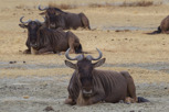 Wildebeests resting in the Ngorongoro Crater
