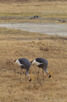Crowned Cranes, Ngorongoro Crater