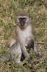 Vervet monkey with baby, Lake Manyara National Park