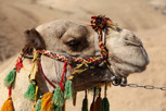 Camel, Dead Sea