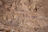 Nubian Ibexex climbing the mountains at Masada
