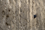 A dove in the stone wall, Istanbul