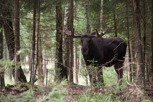 The mighty moose, Småland