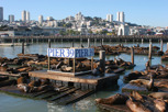 Pier 39 with all its sea lions, San Francisco