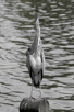 Heron in Hyde Park, London