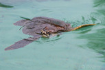 Sea turtle, Moorea