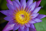 Purple water lily flower, Tahiti