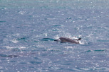 Dolphin, Moorea